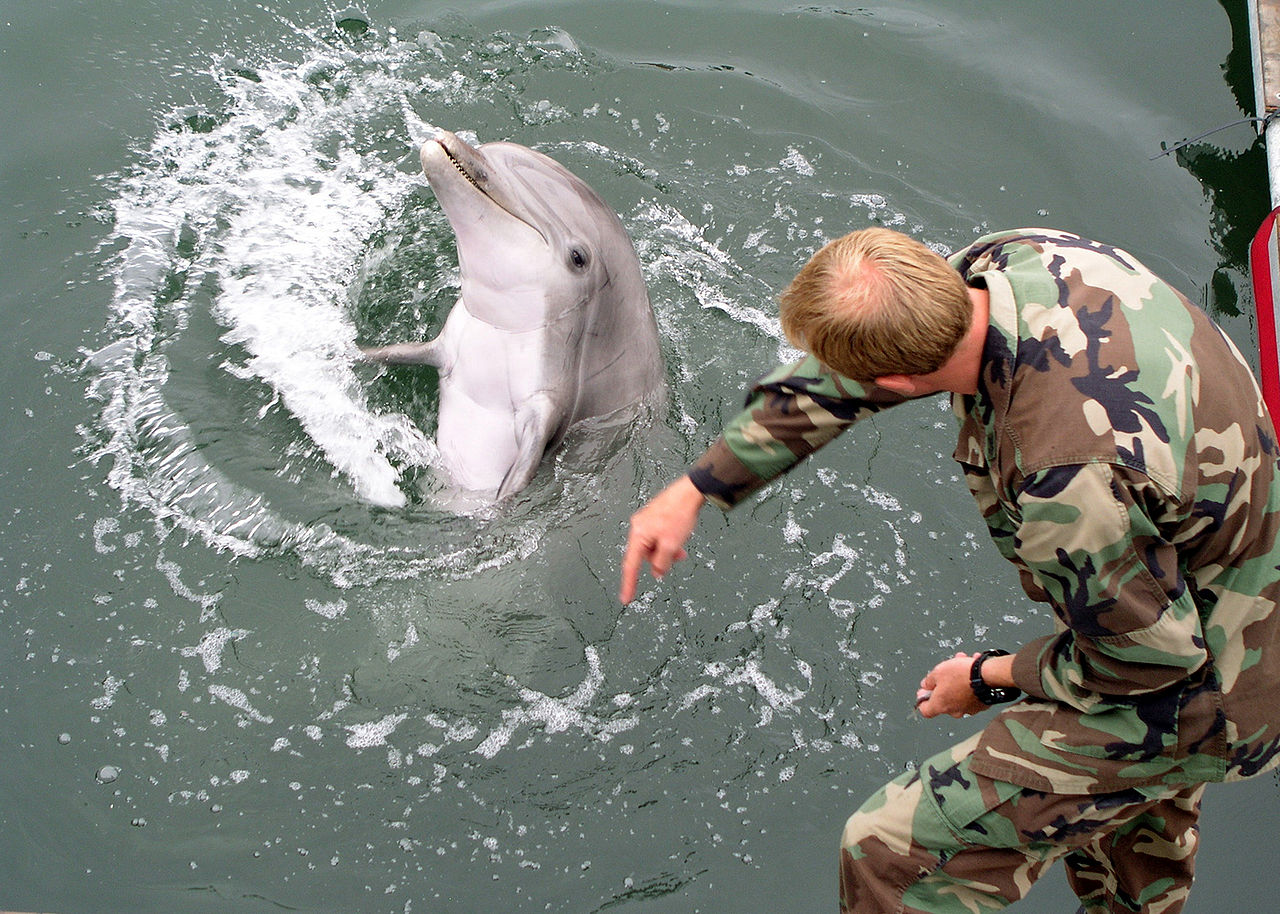 1280px-Military-trained-dolphin