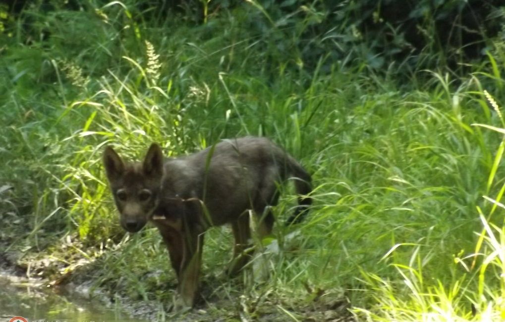 Kölyök farkas a Bükkben (Bükki Nemzeti Park Igazgatóság)