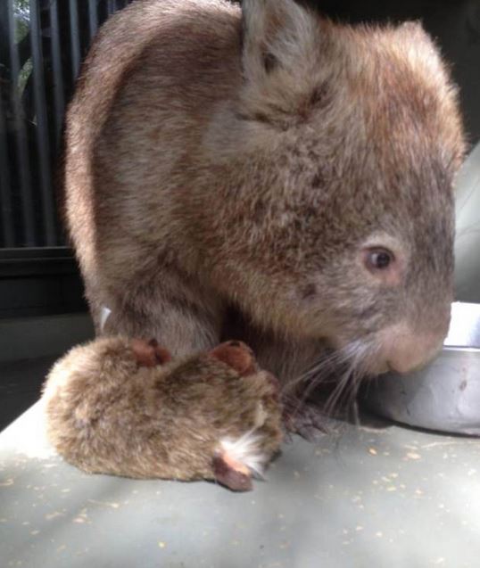 wombat3