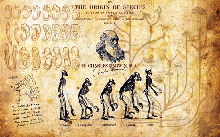 Darwin: A fajok eredete (kép: muelis.tumblr.com)