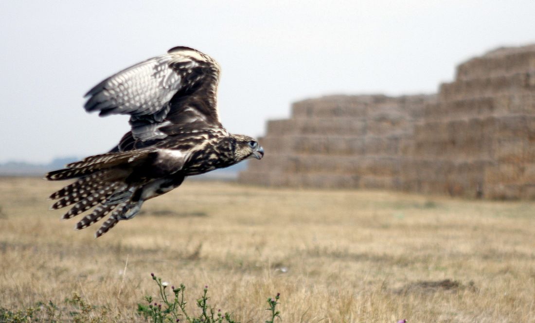Körösladány, 2009. október 7. Kerecsensólyom (Falco cherrug) repül, miután szabadon engedték társával együtt Körösladány külterületén. A madarakat 2009. szeptember 25-én foglalták le a természetvédelmi õrszolgálat tagjai egy törökszentmiklósi lakostól. A kerecsensólymok fokozattan védett madarak, eszmei természetvédelmi értékük darabonként eléri az egymillió forintot. MTI Fotó: Lehoczky Péter