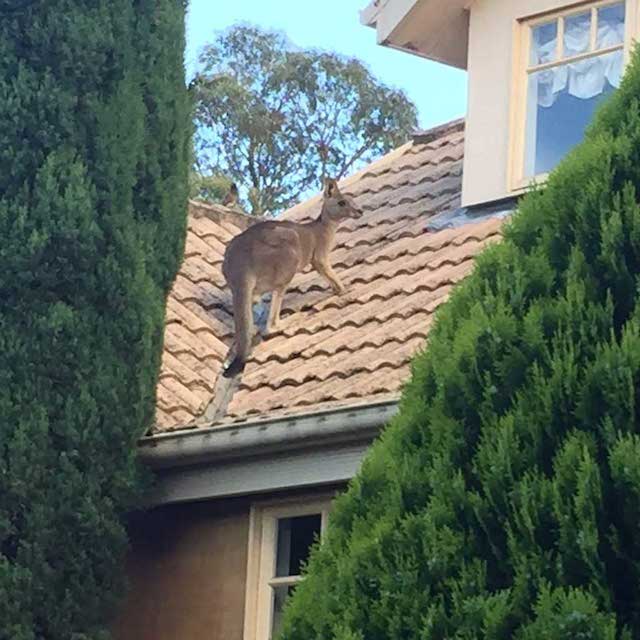 kangaroof 2
