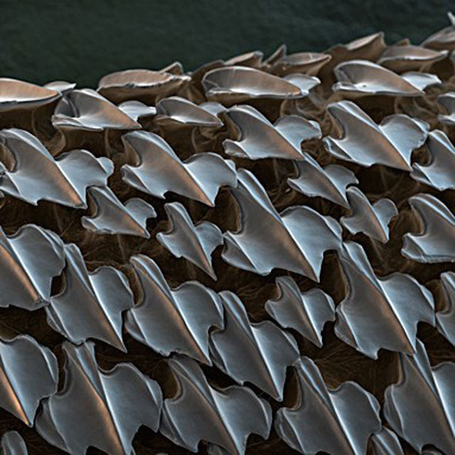 Looking-at-the-World-through-a-Microscope-PII-shark-skin