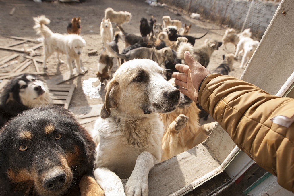 Wang Yan  mentett kutyáival (Fotó: Europress)