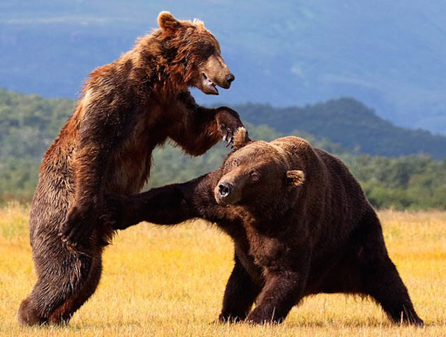 bear-fight_1545082i