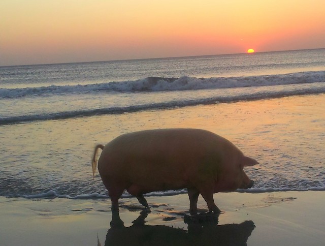 Glorious-Pig-Wonders-The-Meaning-Of-Life-As-He-Walks-Down-The-Beach-At-Sunset