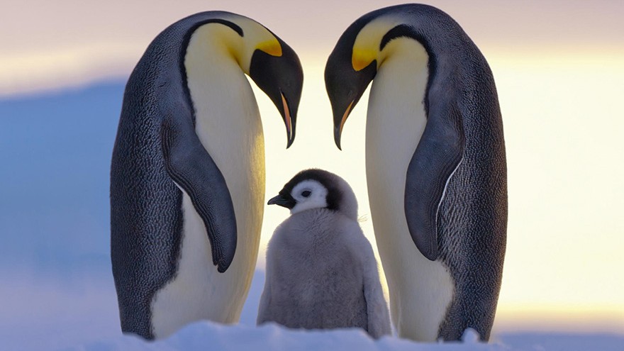 penguin-awareness-day-photography-101-e1453311222779