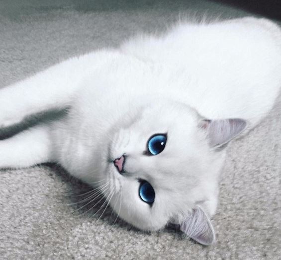 Kép forrása: Instagram / Coby, the cat