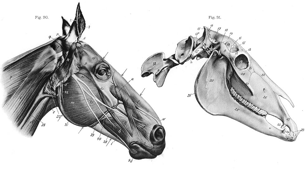 Horse_anatomy_head