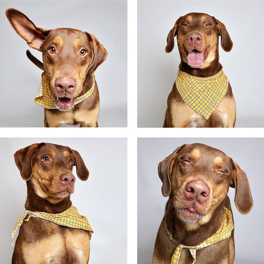 adopt-shelter-dogs-photobooth-humane-society-34__880