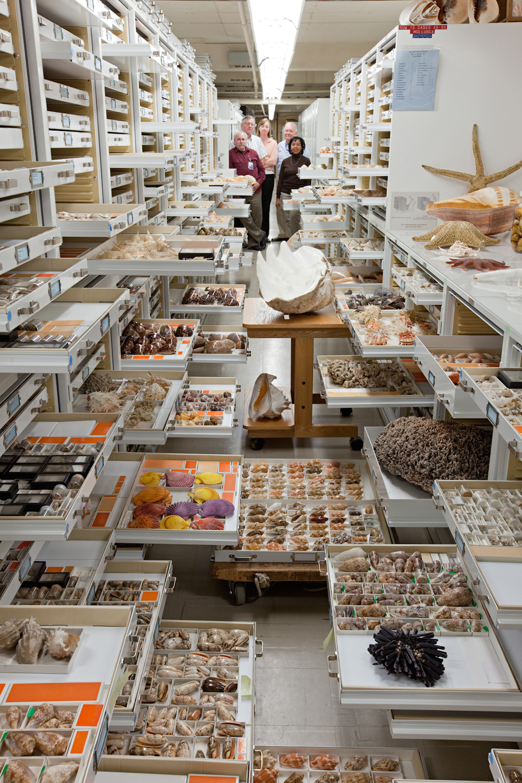 Collections from the Department of Invertebrate Zoology are diplayed at the Smithsonian Institution's National Museum of Natural History. Invertebrate Zoology Staff present: Paul Greenhall, Robert Hershler, Ellen Strong, Jerry Harasewych, and Linda Cole.