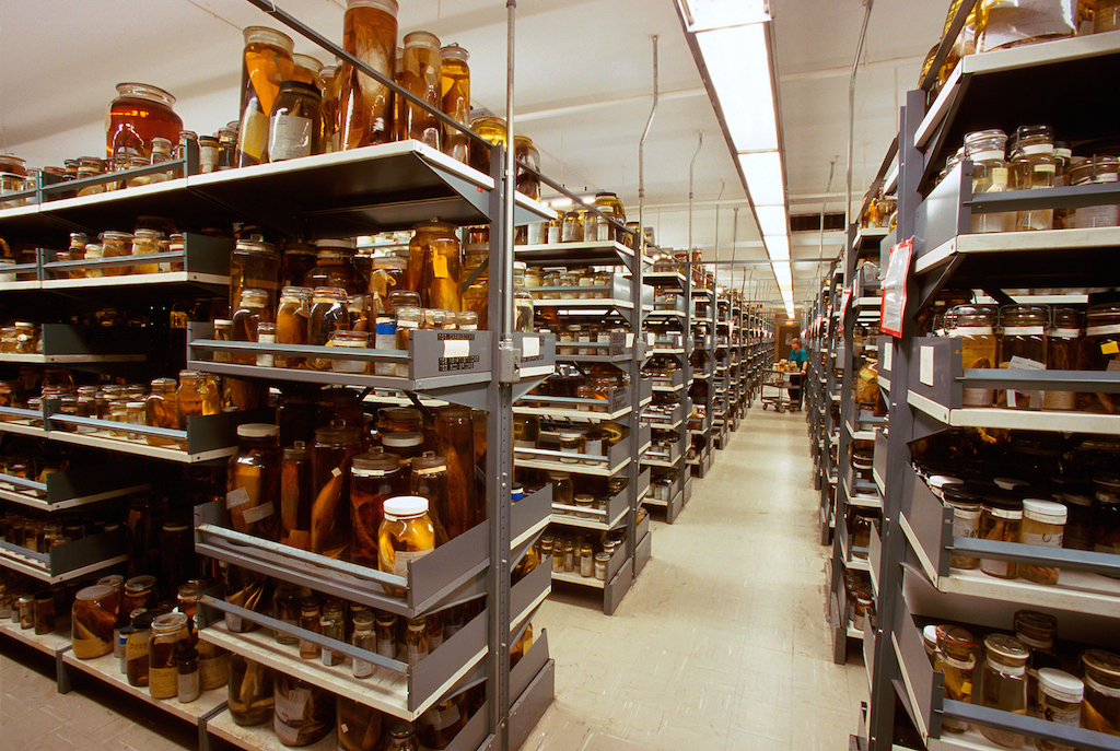 Fish Collections in Alcohol, National Museum of Natural History