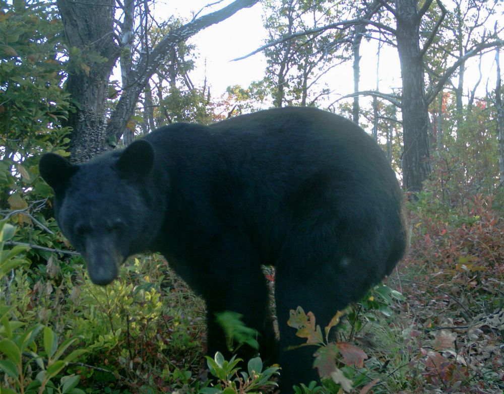 Candid Creatures: How Camera Traps Reveal the Mysteries of Nature Hailey/Egy megkönnyebbült medve