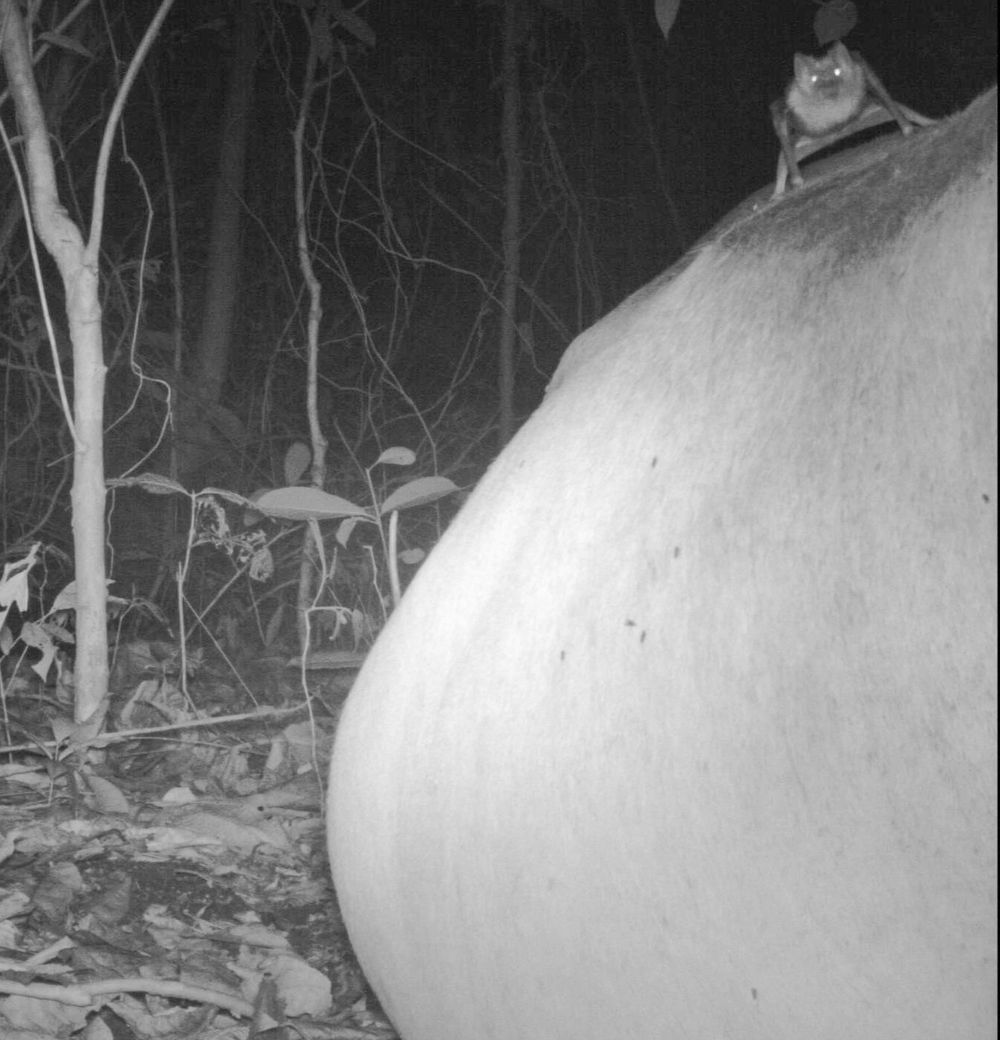 Candid Creatures: How Camera Traps Reveal the Mysteries of Nature/Denevér
