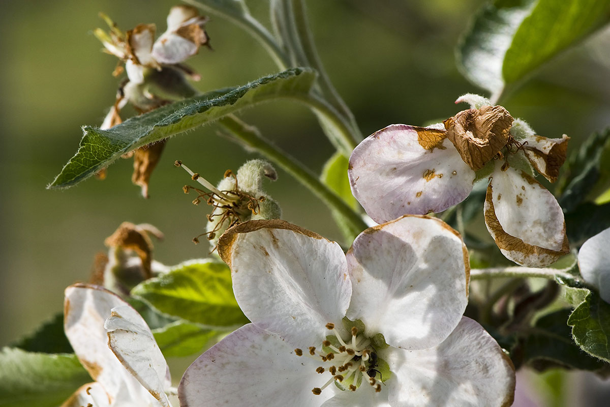 Megfagyott, megbarnult virágok egy almafán Fotó: MTI/Balázs Attila