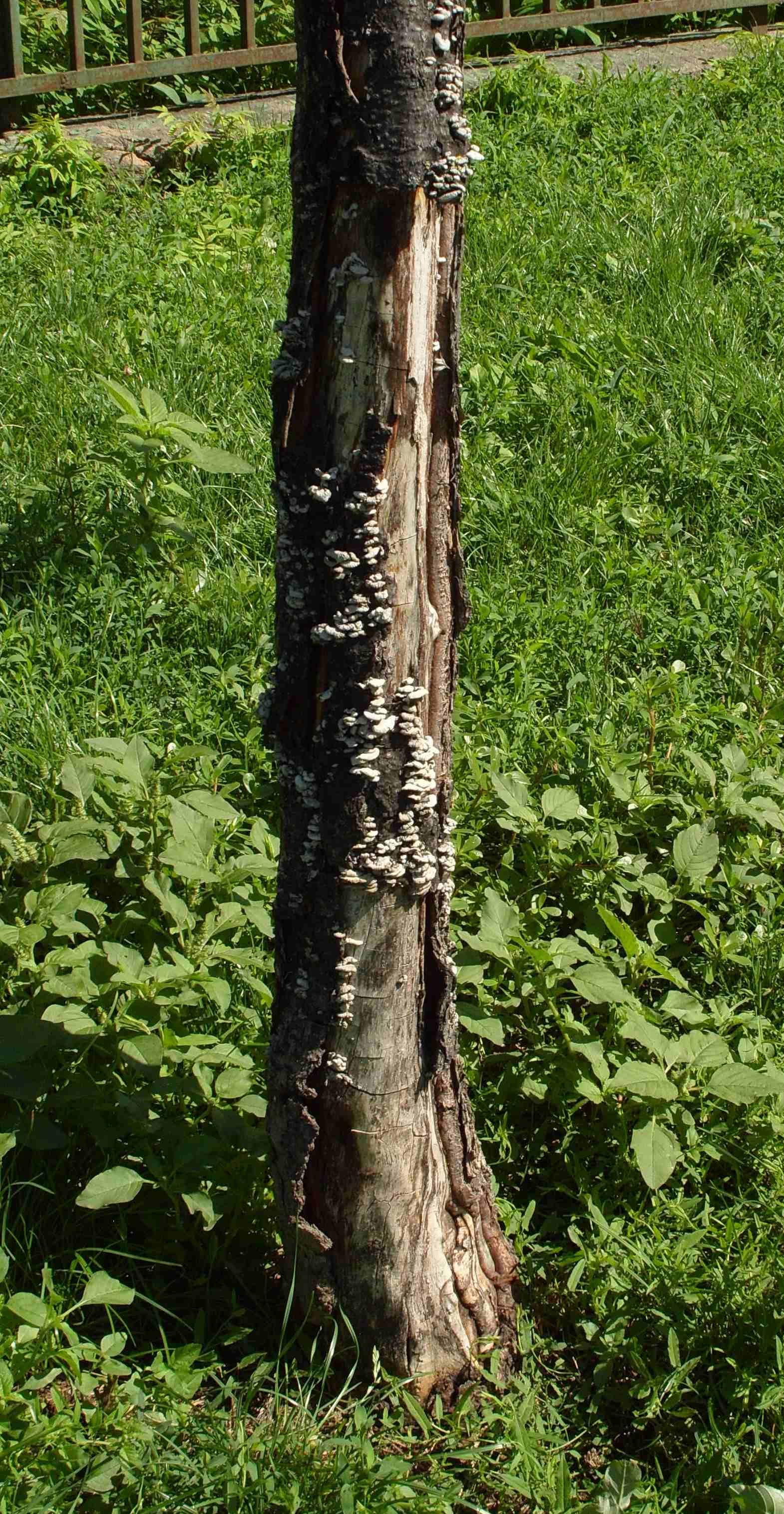 Hasadtlemezű gombával fertőzött fa Budapesten (Fotó: Vajna László)