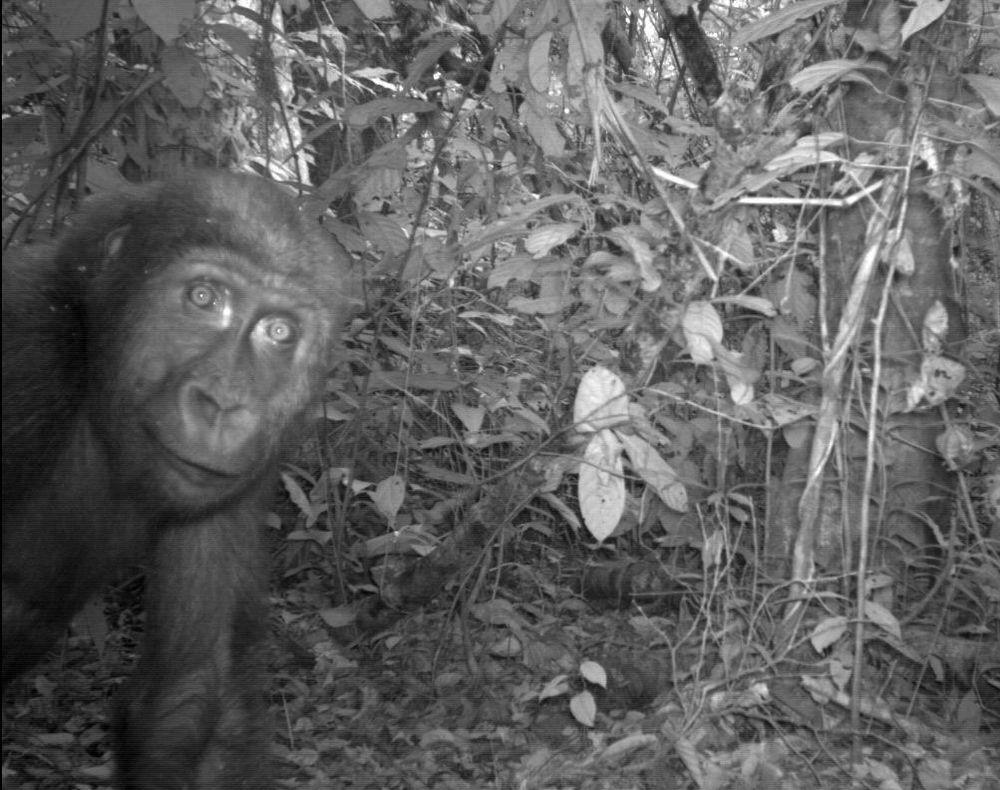 Candid Creatures: How Camera Traps Reveal the Mysteries of Nature/Orángután