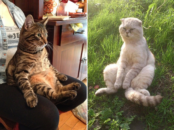 sitting-cats11