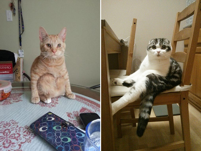 sitting-cats18