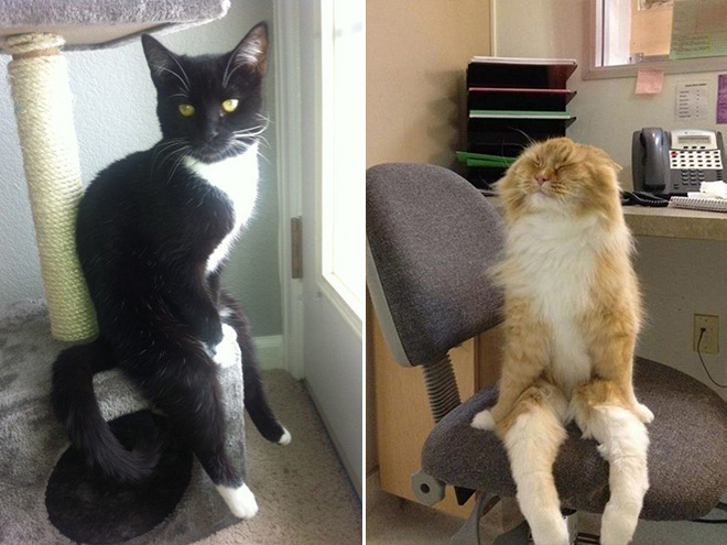 sitting-cats2