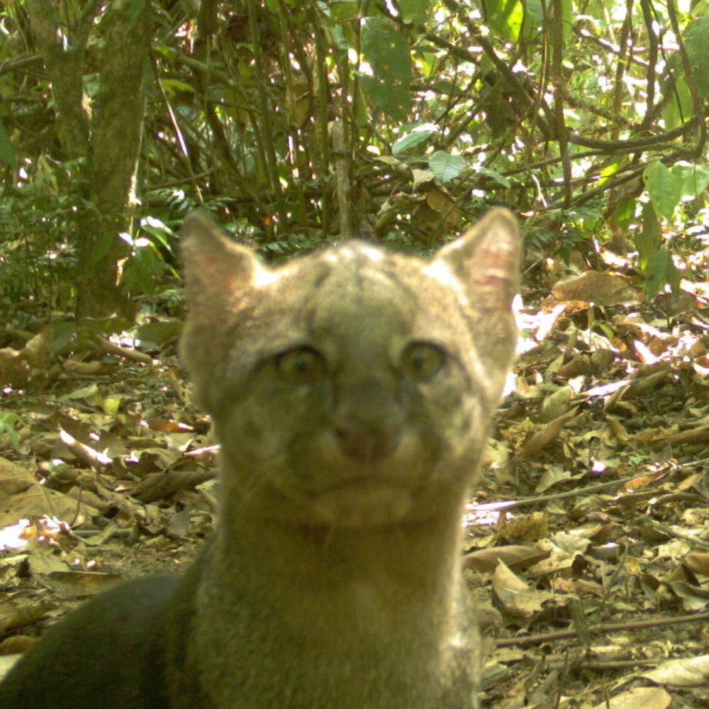 Candid Creatures: How Camera Traps Reveal the Mysteries of Nature/Jaguarundi