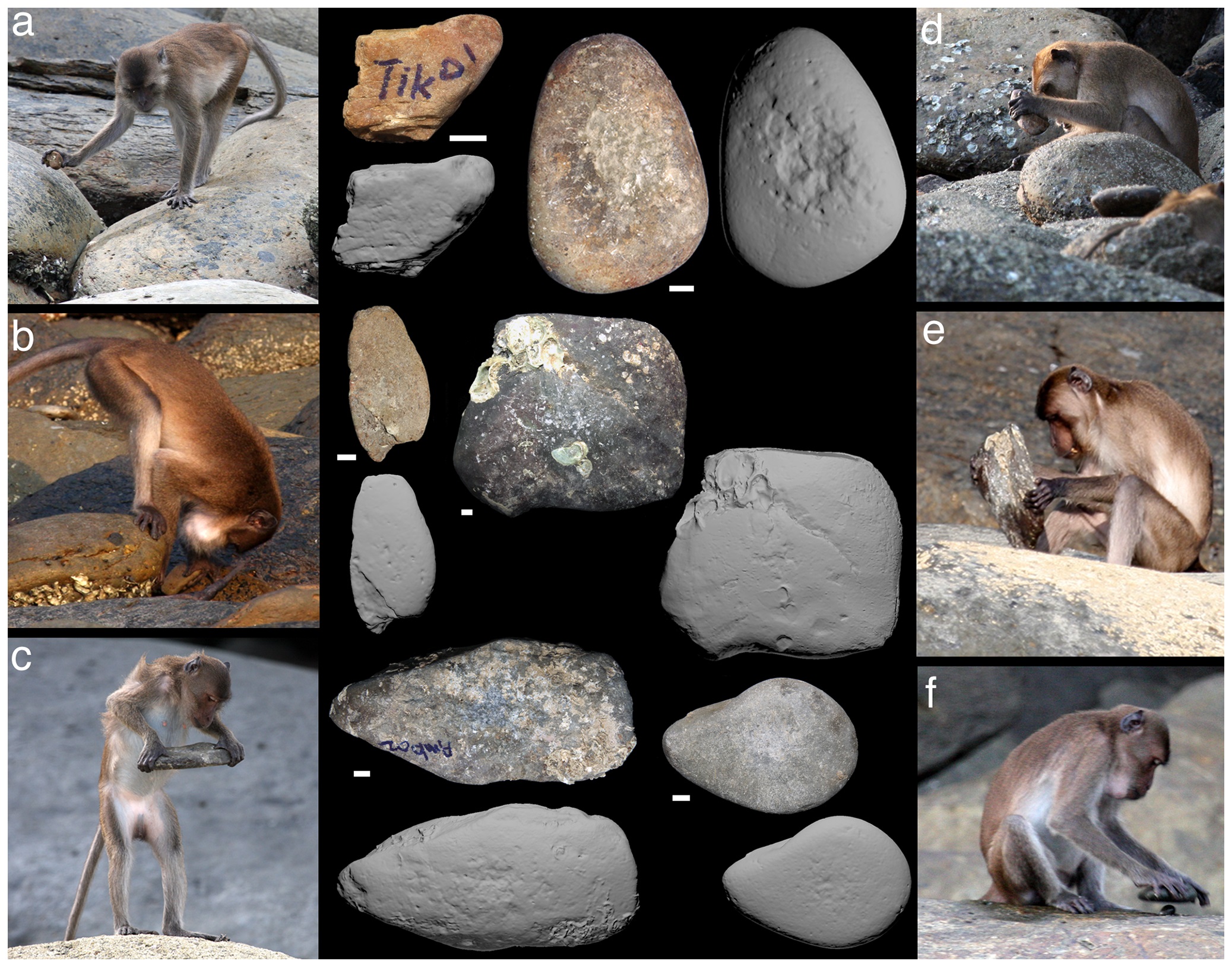 Makákók különböző kőeszközei Wikipédia