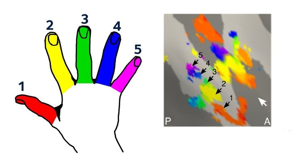 Az egyes ujjak mozgatásáért más-más agyi területek felelnek Kép: University of Oxford