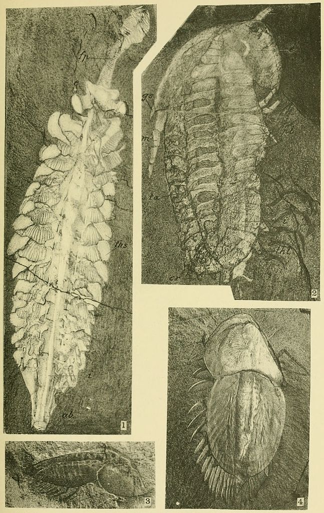 647px-Walcott_Cambrian_Geology_and_Paleontology_II_plate_28