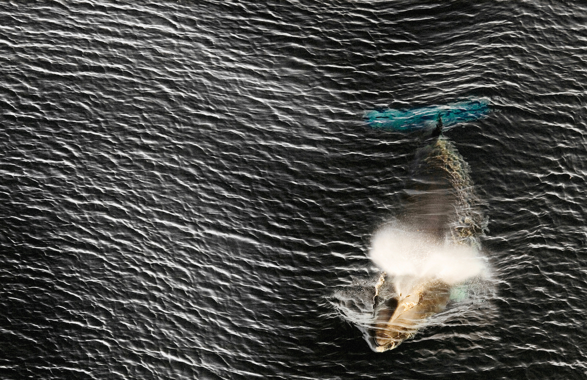 Csukabálna lubickol a Ross-tengerben Fotó: AFP