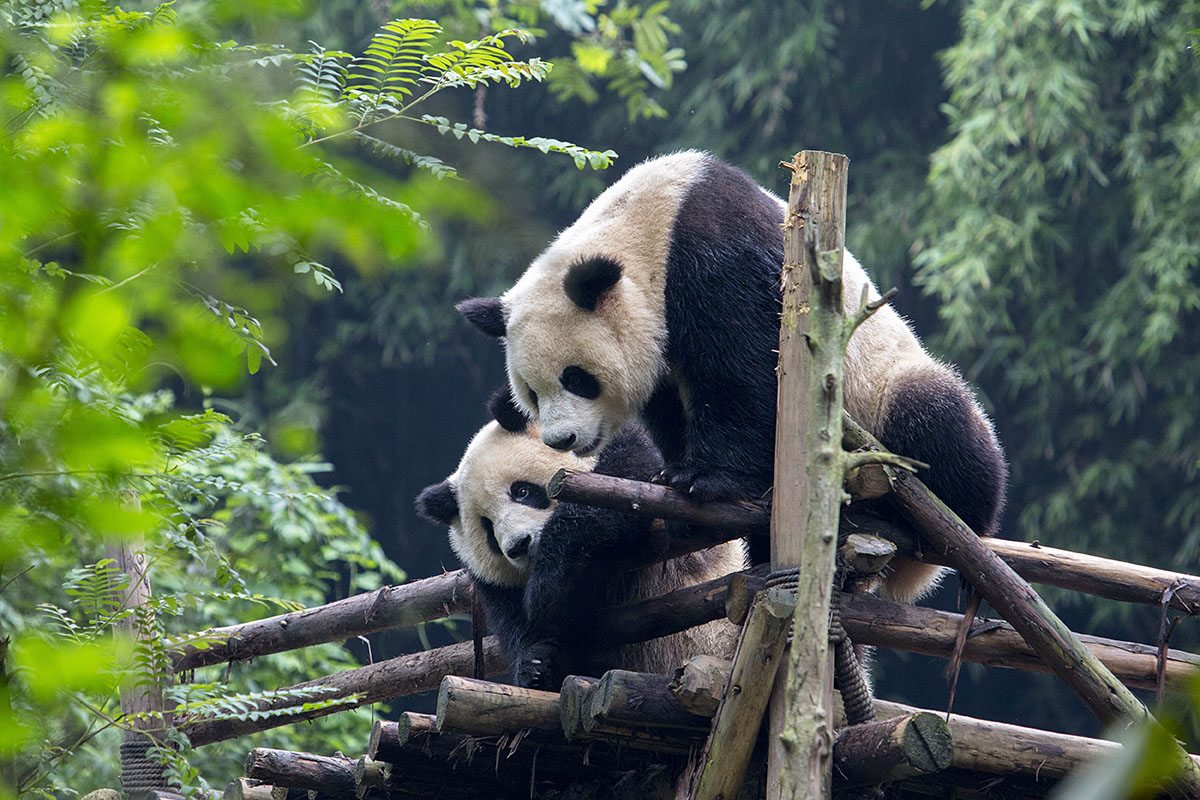 Két panda chengdui pandatenyésztő- és kutatóközpontban Fotó: Getty Images/Zhang Peng