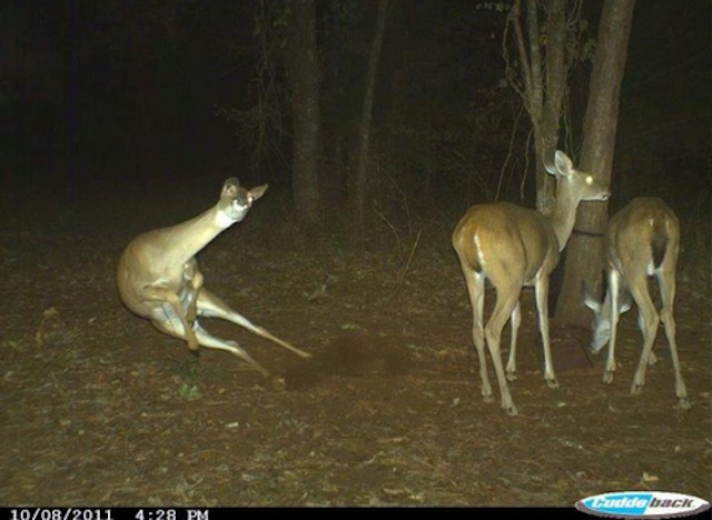 04-trail-cam-animals-funny-when-humans-arent-around