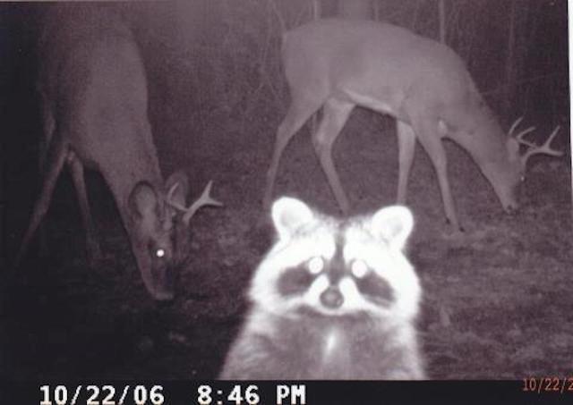 06-trail-cam-animals-funny-when-humans-arent-around