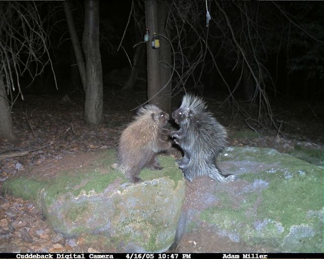 07-trail-cam-animals-funny-when-humans-arent-around