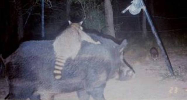 14-trail-cam-animals-funny-when-humans-arent-around