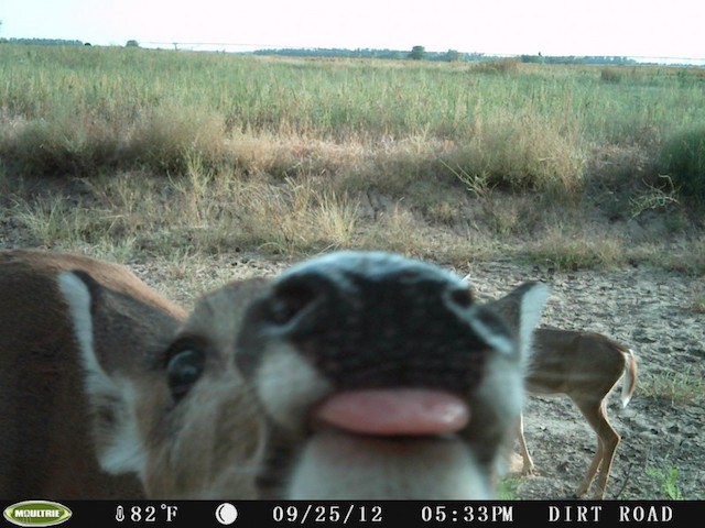 16-trail-cam-animals-funny-when-humans-arent-around