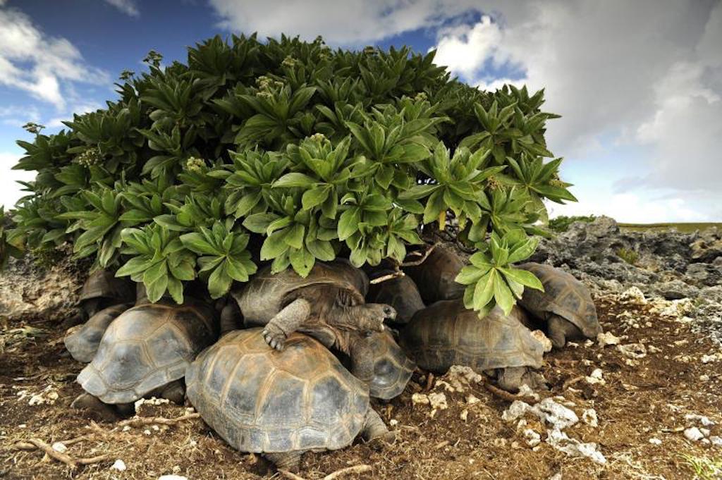 tortoises-adapt-768-1