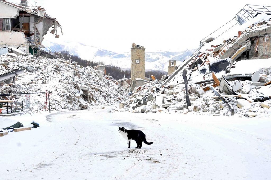 Amatrice, 2017. január 5. Házi macska hó lepte épületromoknál a közép-olaszországi Amatricében 2017. január 5-én. A településen okozta a legnagyobb pusztítást a 2016. augusztus 24-i, a Richter-skála szerinti 6,2-es erõsségû földrengés, amelyben mintegy 300 ember életét vesztette. (MTI/AP/ANSA/Emiliano Grillotti)