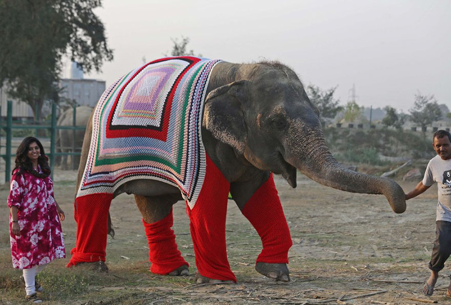 people-knit-giant-sweaters-rescue-elephants-8