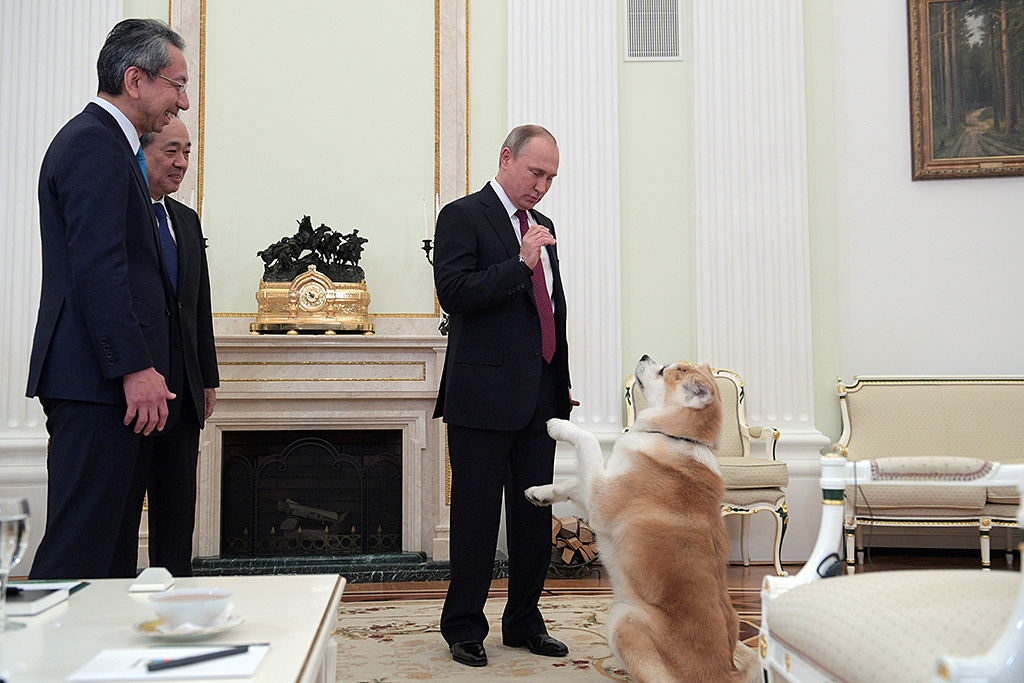 A picture taken on December 7, 2016 shows Russian President Vladimir Putin (R) as he plays with his Yume, an Akita dog prior to an interview with Nippon Television Network Corporation Executive Director Takayuki Kasuya (L) and Yomiuri Shimbun Editor in Chief Mizoguchi Takeshi in the run-up to his official visit to Japan. / AFP PHOTO / SPUTNIK / Alexey DRUZHININ