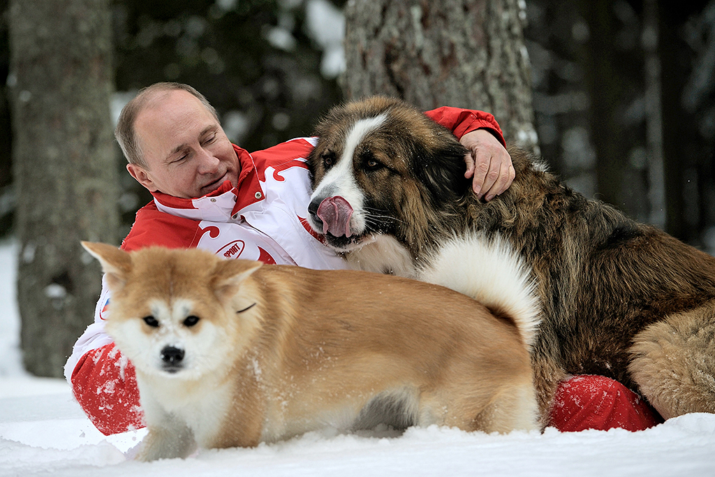This photo taken on March 24, 2013 shows Russin President Vladimir Putin as he plays with his dogs 'Buffy' (up) and 'Yume' at his residence Novo-Ogariovo, outside Moscow. Bulgarian shepherd dog 'Buffy' was presented to Putin by his Bulgarian counterpart Boyko Borisov while Japanese Prime Minister Yoshihiko Noda offered Putin the puppy 'Yume' as a gift during the G20 in Mexico in June. AFP PHOTO / /RIA NOVOSTI / PRESIDENTIAL PRESS SERVICE / ALEXEY DRUZHINYN / AFP PHOTO / RIA NOVOSTI / Alexsey Druginyn