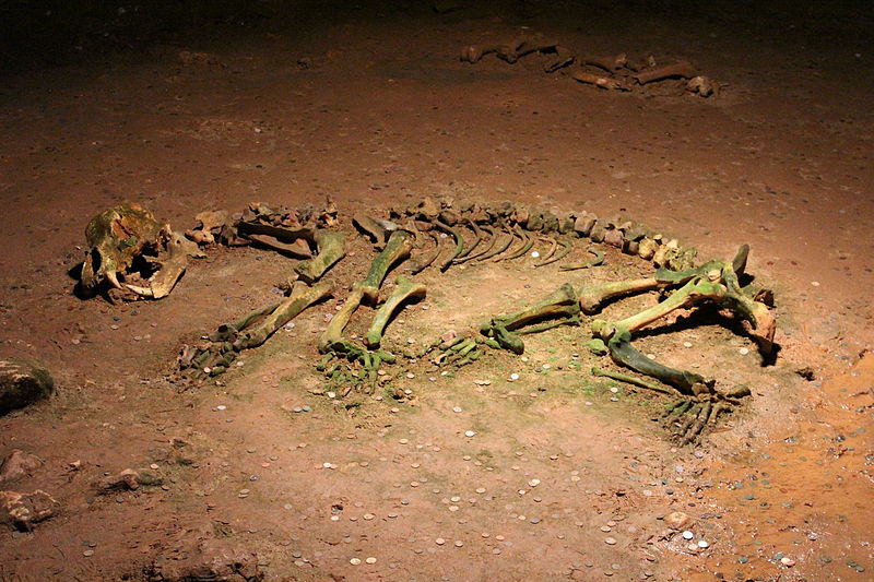 "Sárkány" csontváza Erdélyből (Wikipedia)