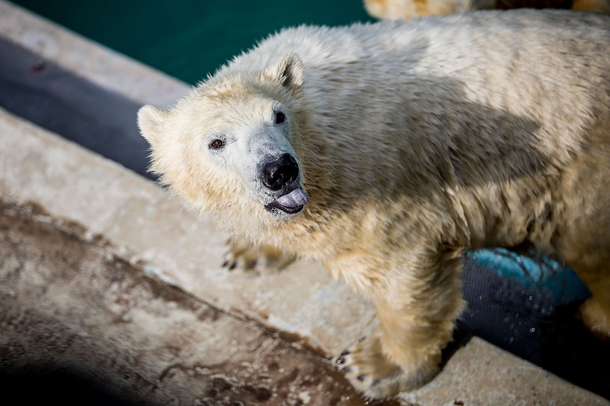Összepuszilkodtak az Állatkert jegesmedvéi 2
