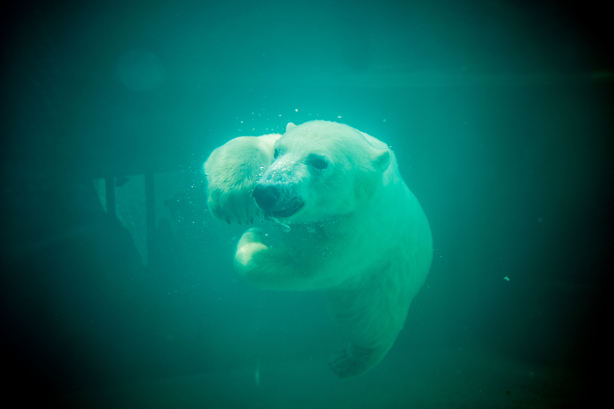 Összepuszilkodtak az Állatkert jegesmedvéi 6