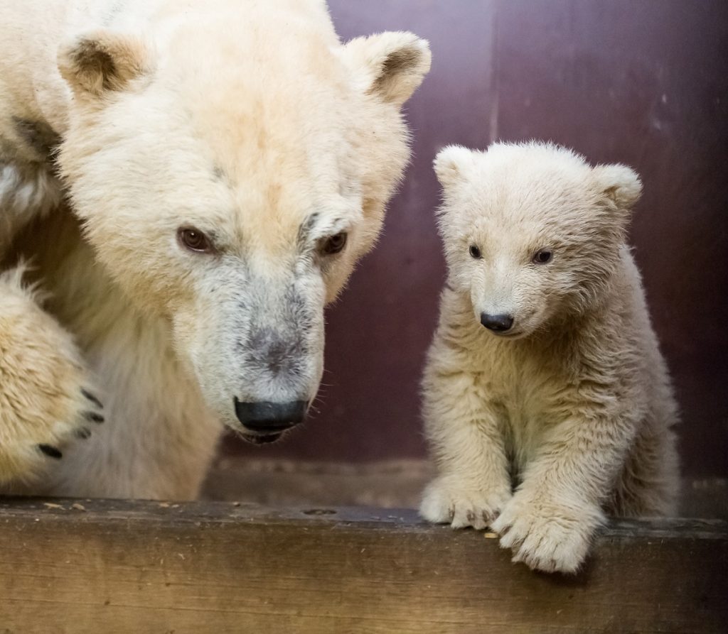 Elpusztult a berlini állatkert négyhónapos jegesmedvéje 1