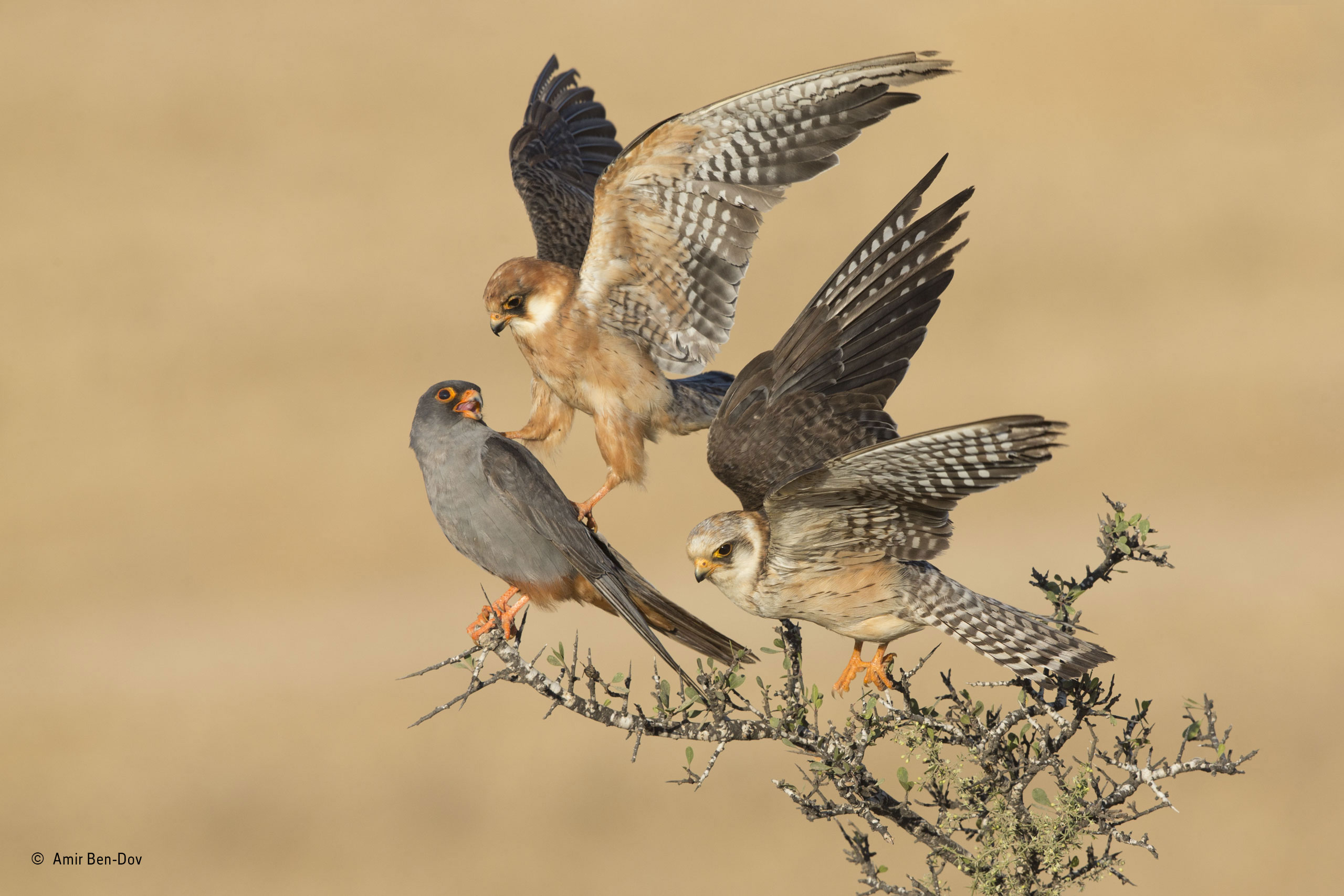 Amir Ben-Dov (Israel): The company of three Birds / Wildlife Photographer of the Year 2015 