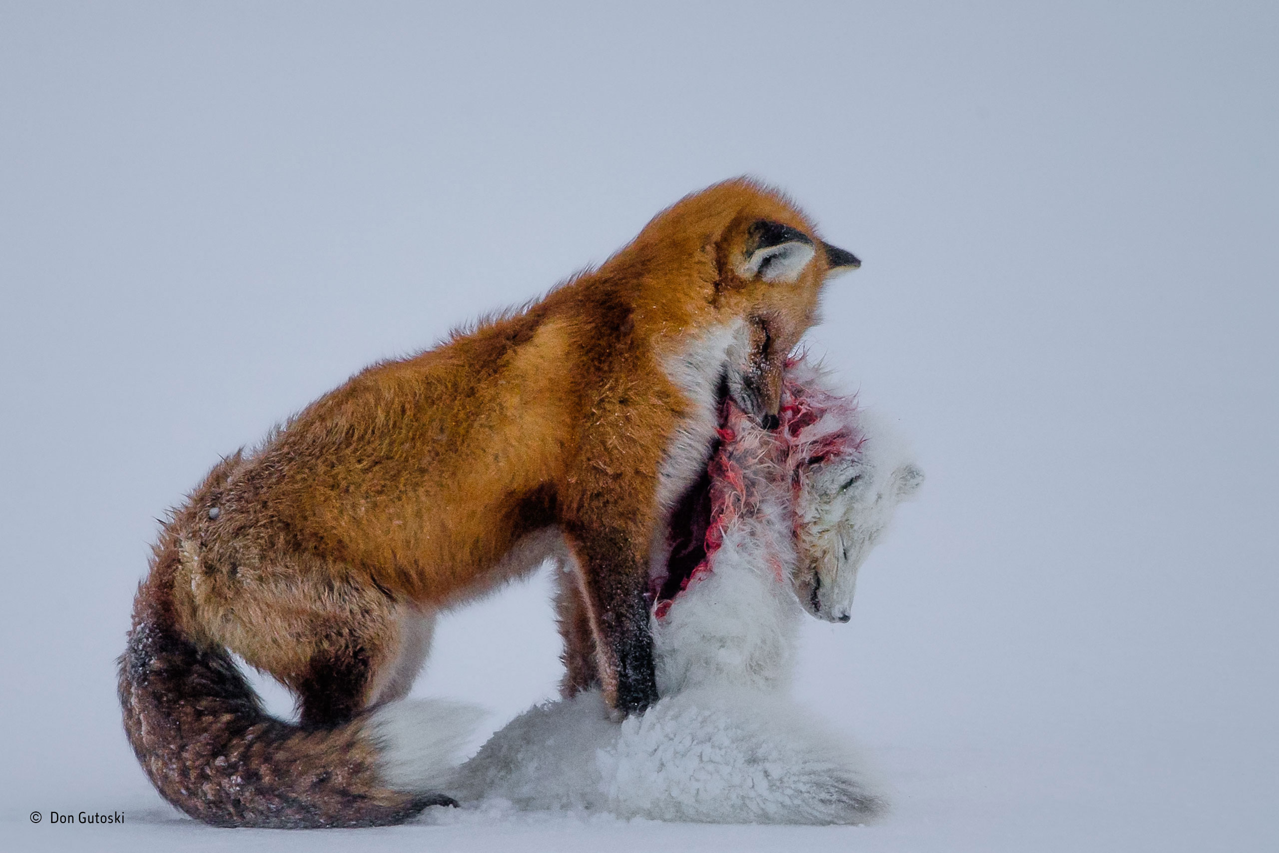 Don Gutoski (Canada): Tale of two foxes / Wildlife Photographer of the Year 2015