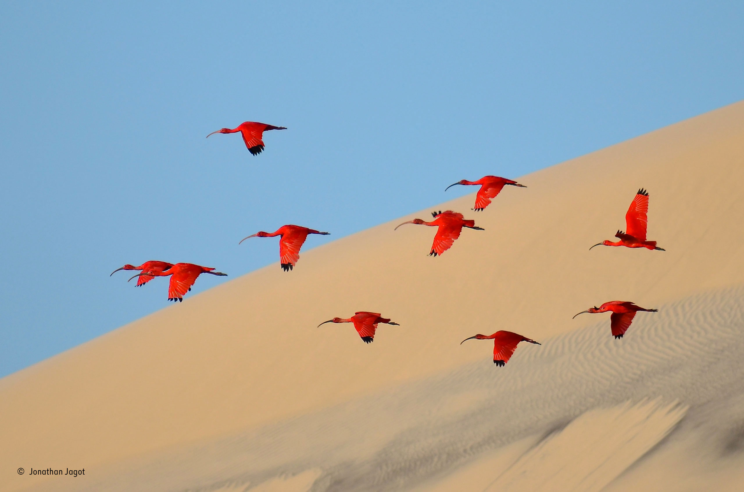 Jonathan Jagot (France) – Flight of the scarlet ibis 15 to 17 Years / Wildlife Photographer of the Year 2015 