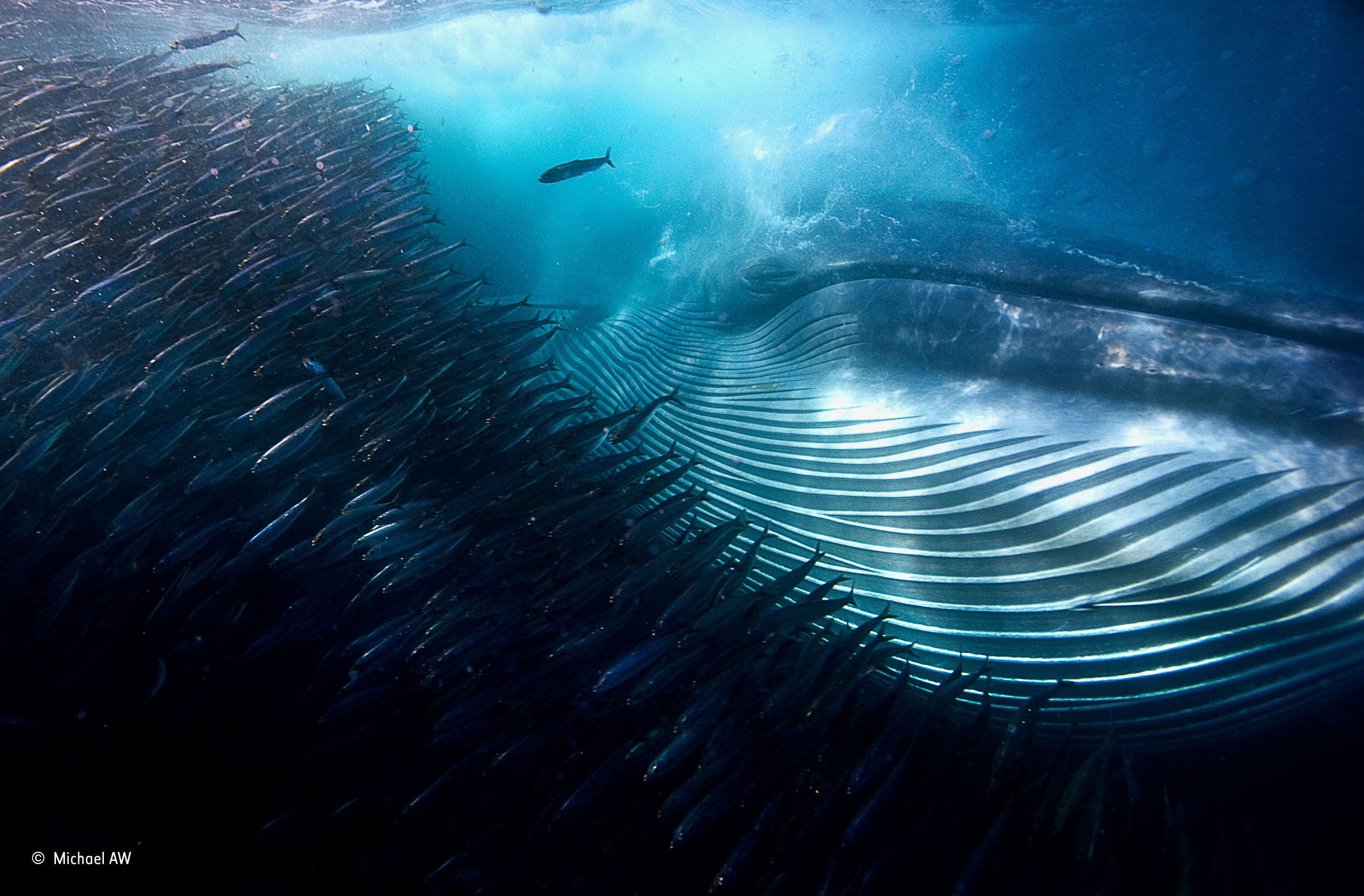 Michael AW (Australia) – A whale of a mouthful / Under Water / Wildlife Photographer of the Year 2015 