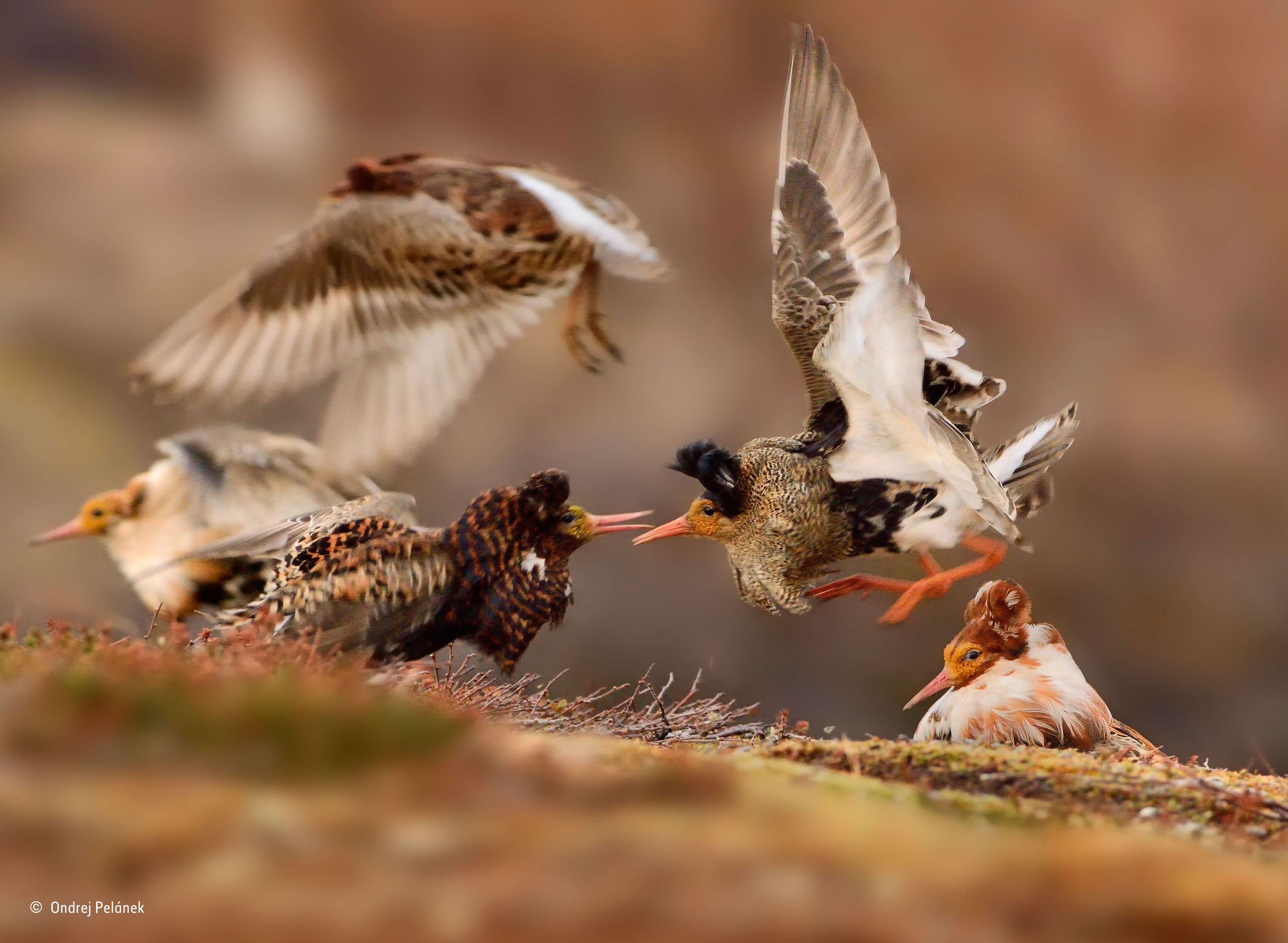 Fighting ruffs © Ondrej Pelánek / Wildlife Photographer of the Year 2015