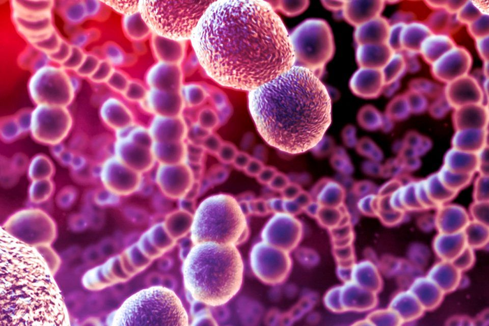 baktérium (Streptococcus pneumoniae baktérium)